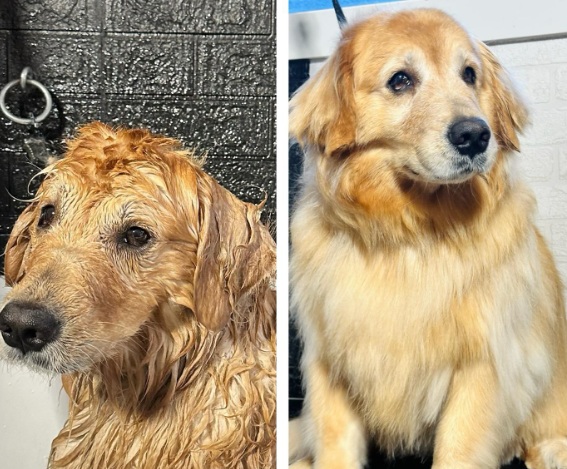 Bath & Brush Service